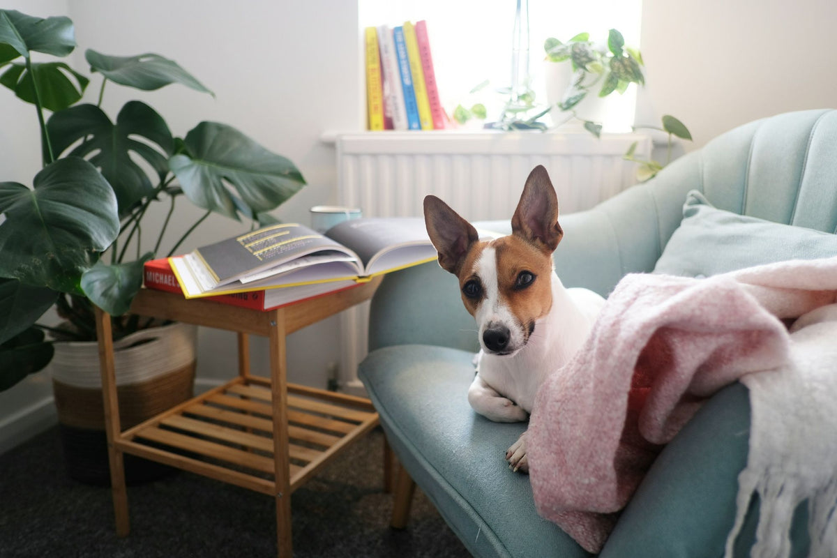 A small dog on an armchair with a throw