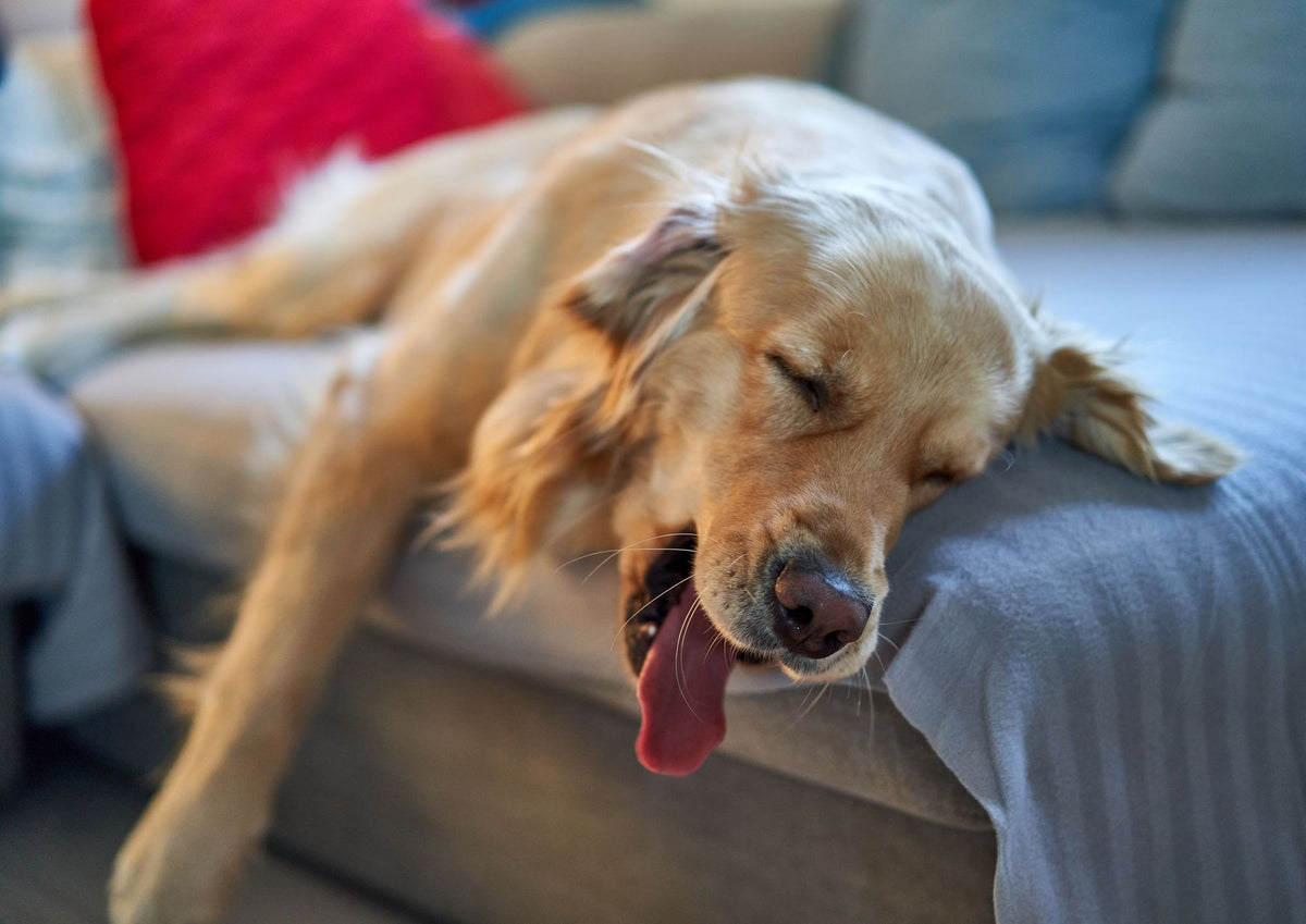Golden retriever asleep on a couch