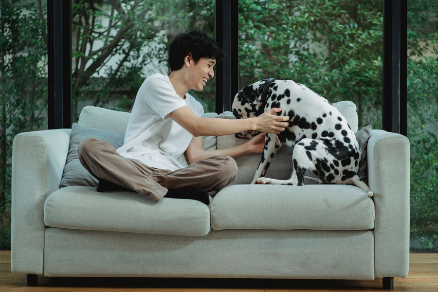 The couch cushion your dog calls his