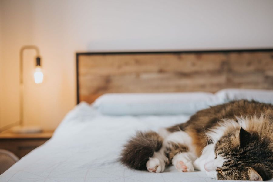 The comforter, after the cat's afternoon nap