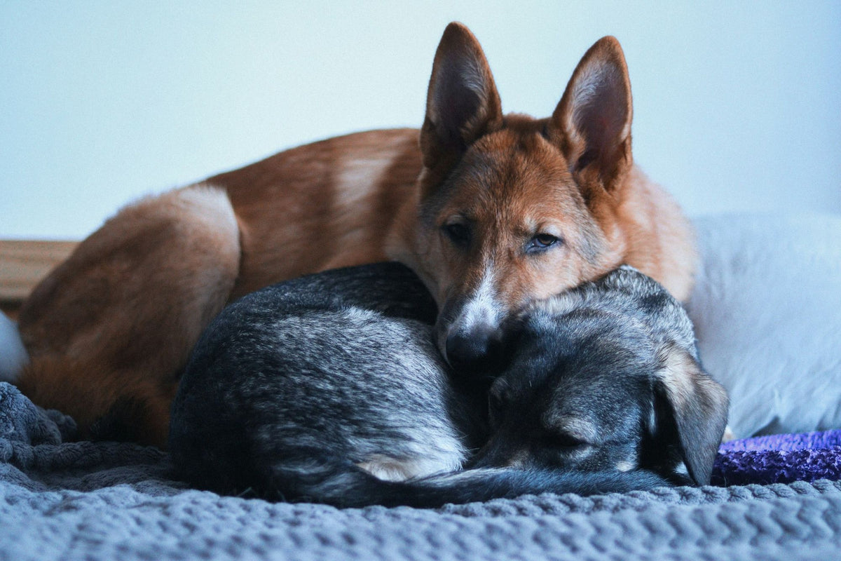 Two dogs curled up together on a bed