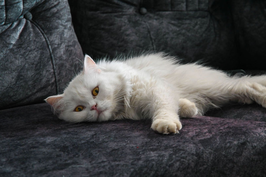 A cat's favorite dark armchair